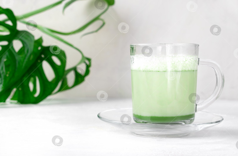 Скачать Латте матча с пенкой на растительном молоке в стеклянной чашке на белом столе с комнатным растением монстера. фотосток Ozero