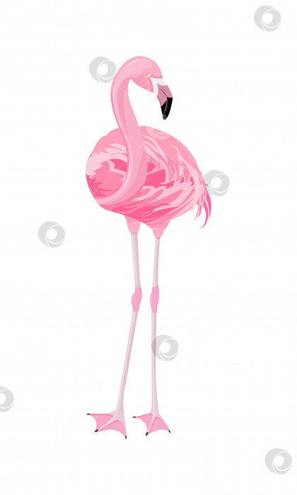 Скачать Розовый фламинго фотосток Ozero