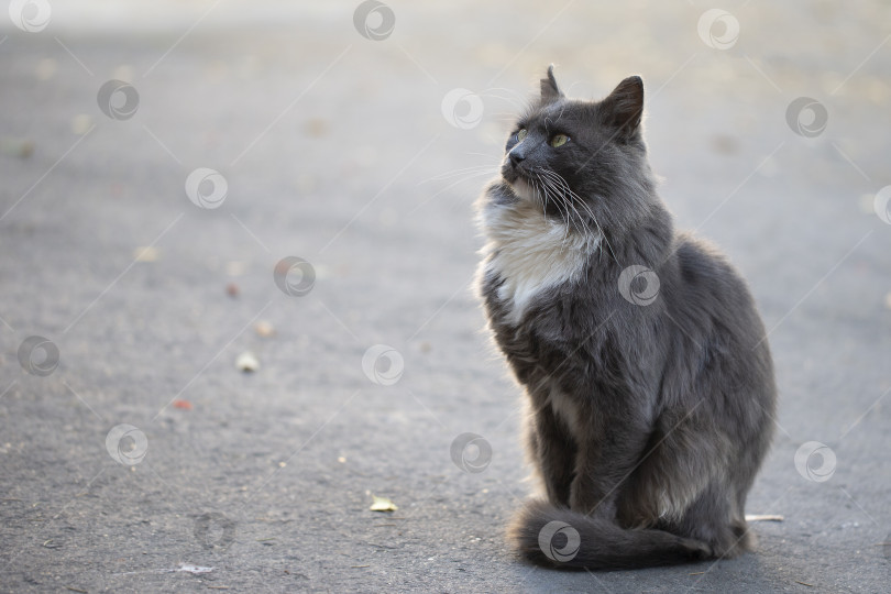 Скачать Городской кот. Серый пушистый кот гуляет по улице. фотосток Ozero