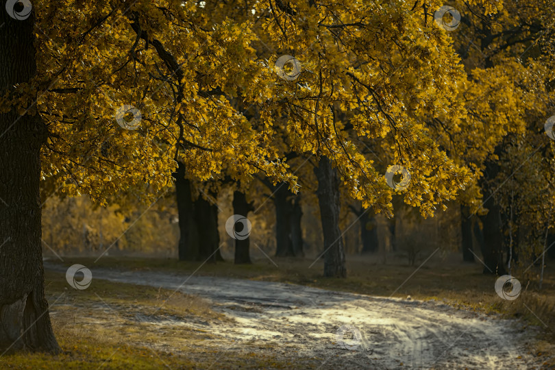 Скачать Осеннее дерево с желтыми листьями на фоне уходящей вдаль тропинки. фотосток Ozero
