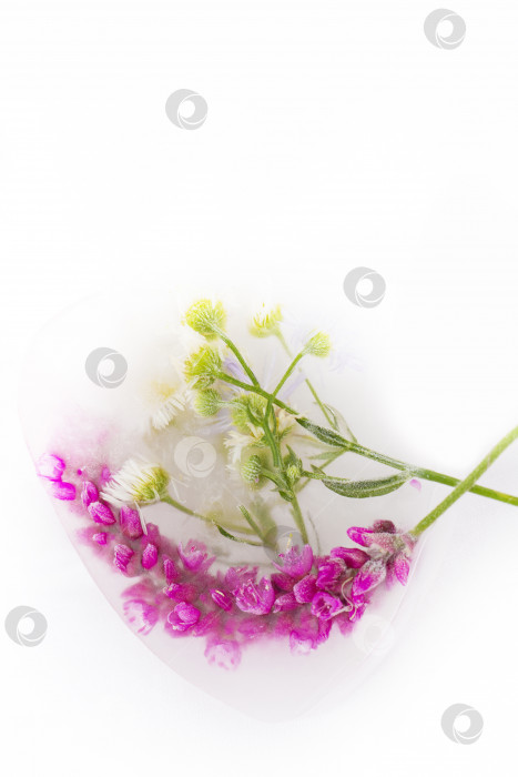 Скачать Различные цветы в кубиках льда на белом фоне. Креативный цветочный фон. Замороженные красивые растения. фотосток Ozero