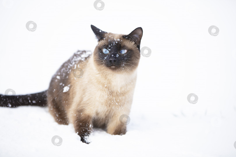 Скачать Сиамская кошка гуляет зимним днем. Кошка, покрытая снегом. фотосток Ozero