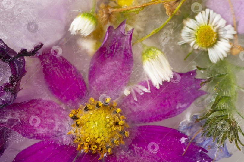 Скачать Различные цветы в кубиках льда. Креативный цветочный фон. Замороженные красивые растения. фотосток Ozero