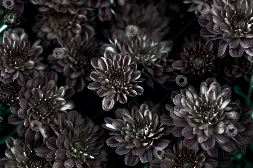Скачать Цветочный винтажный фон. Темные хризантемы. Мистические цветы. фотосток Ozero