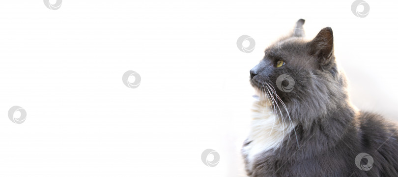 Скачать Серая пушистая кошка на белом фоне. фотосток Ozero