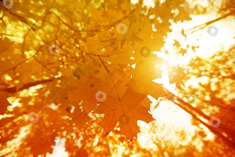 Скачать Желтые кленовые листья и солнечные лучи. Вертикальный осенний пейзаж с деревьями и пешеходной дорожкой. фотосток Ozero