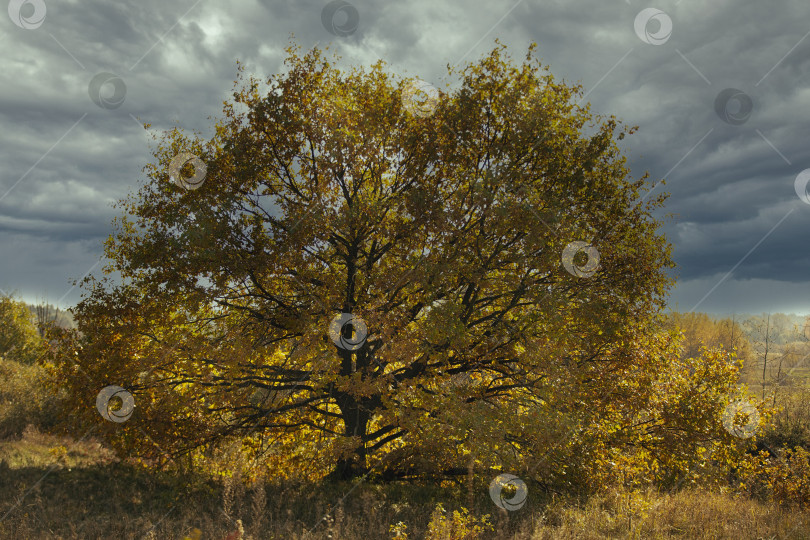 Скачать Осеннее дерево с желтыми листьями на фоне серого неба. фотосток Ozero