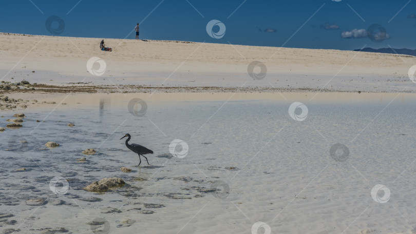 Скачать Красивая черная цапля прогуливается по мелководью во время отлива. фотосток Ozero