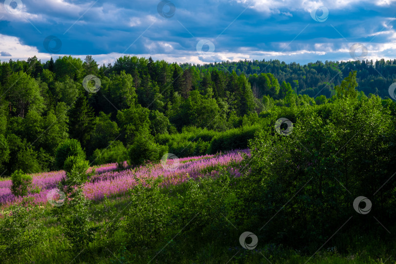 Скачать Люпиновое поле среди густого леса. Республика Карелия. фотосток Ozero