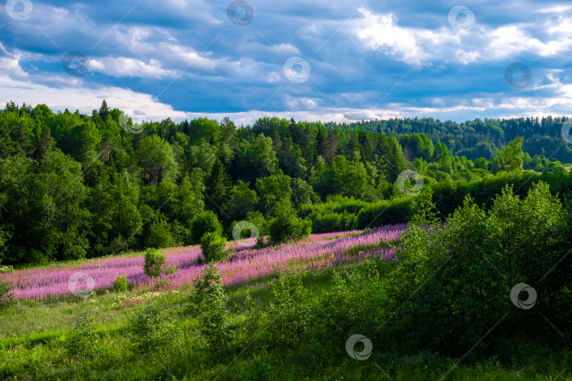 Скачать Люпиновое поле среди густого леса. Республика Карелия. фотосток Ozero