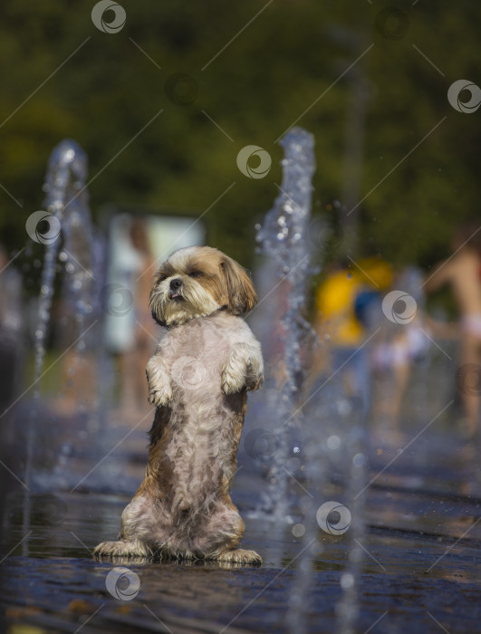 Скачать собака ши тцу возле фонтана фотосток Ozero