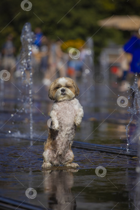 Скачать собака ши тцу возле фонтана фотосток Ozero