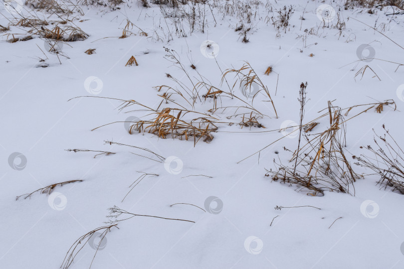 Скачать Трава в снегу фотосток Ozero