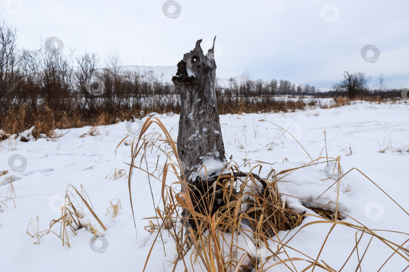 Скачать Старый пень в снегу фотосток Ozero