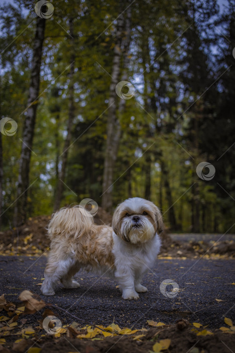 Скачать собака ши тцу гуляет фотосток Ozero