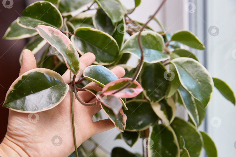 Скачать Листья хойи Кримсон Куин (Hoya Crimson Queen) крупным планом в женской руке. Листья пестролистные с розовым оттенком. Домашний цветок в горшке на окне. фотосток Ozero