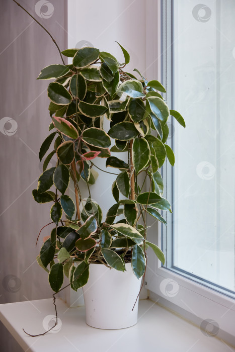 Скачать Пестрая листва hoya carnosa variegata Krimson Queen на окнах фотосток Ozero