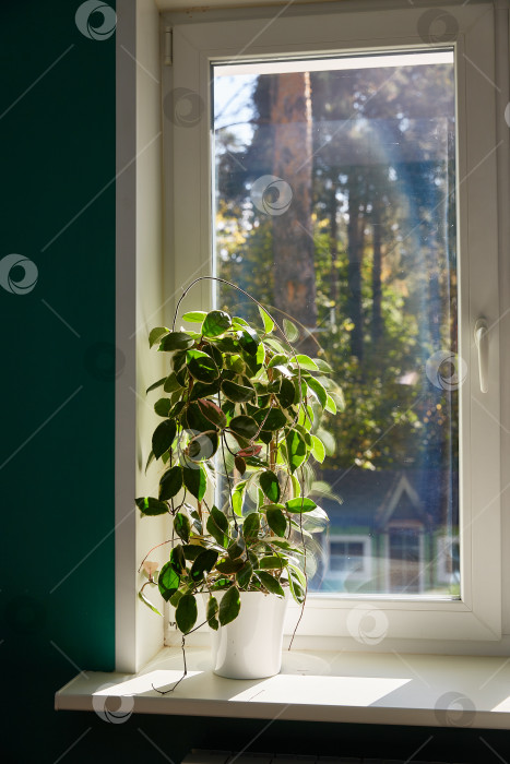 Скачать Пестрая листва hoya carnosa variegata Krimson Queen на солнечном подоконнике фотосток Ozero