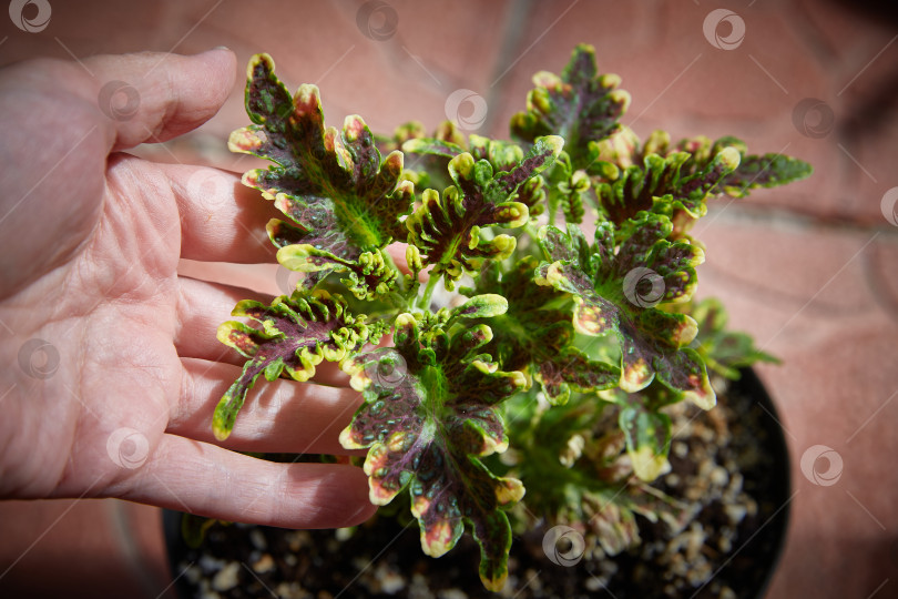 Скачать Coleus Blumei Plectranthus scutellarioides. Название разновидности растения Медный коралл. Листья колеуса в руке крупным планом. фотосток Ozero