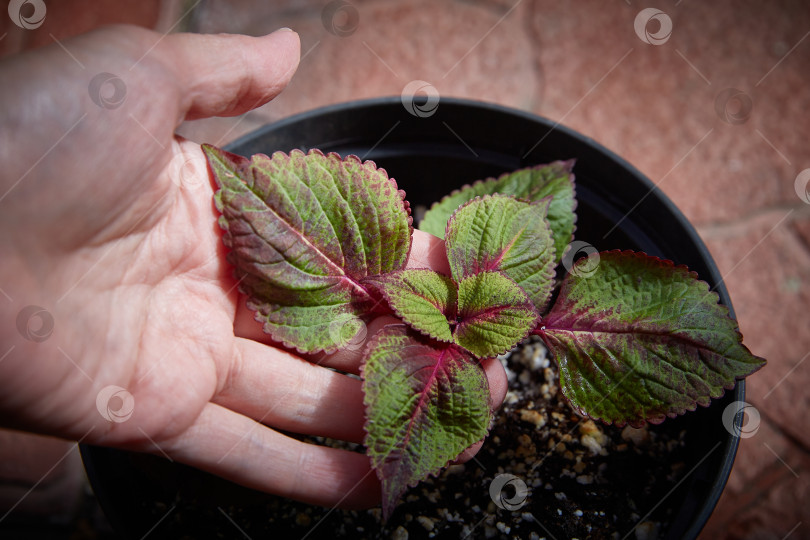 Скачать Coleus Blumei Plectranthus scutellarioides. Название сорта растения Перилла Могилла. Листья колеуса в руке крупным планом фотосток Ozero
