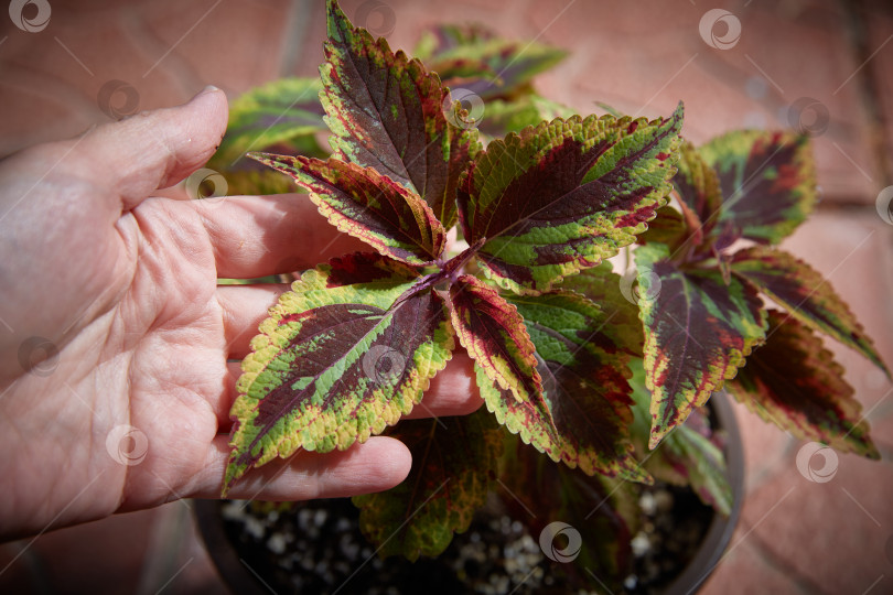 Скачать Coleus Blumei Plectranthus scutellarioides. Название сорта растения Combat. Листья колеуса в руке крупным планом фотосток Ozero