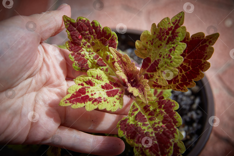 Скачать Coleus Blumei Plectranthus scutellarioides. Название сорта растения Honey Pie. Листья колеуса в руке крупным планом. фотосток Ozero