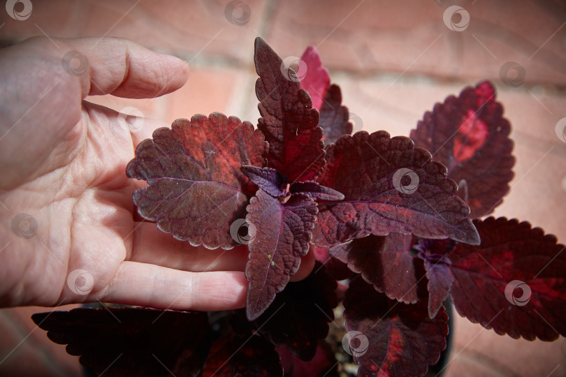 Скачать Coleus Blumei Plectranthus scutellarioides. Название сорта растения MorganleFay. Листья колеуса в руке крупным планом фотосток Ozero