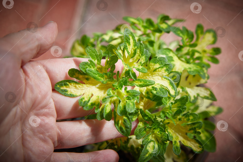 Скачать Coleus Blumei Plectranthus scutellarioides. Название сорта растения Белые пальчики. Листья колеуса в руке крупным планом. фотосток Ozero