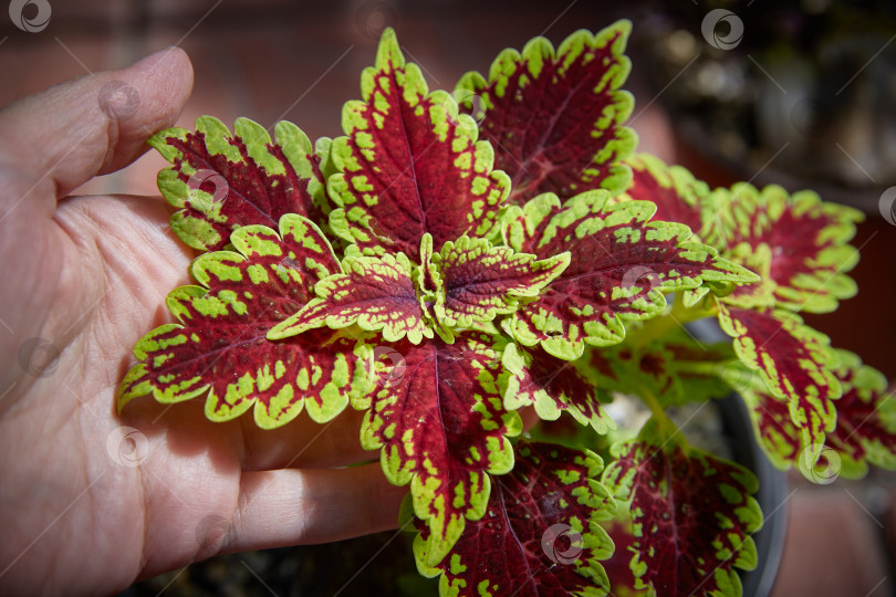 Скачать Coleus Blumei Plectranthus scutellarioides. Название сорта растения Султана. Листья колеуса в руке крупным планом. фотосток Ozero
