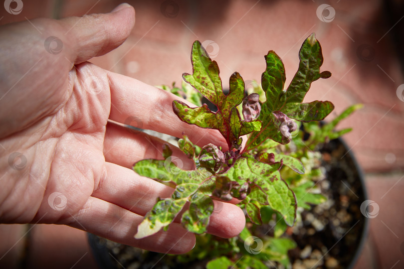 Скачать Coleus Blumei Plectranthus scutellarioides. Название сорта мята мокко. Листья колеуса в руке крупным планом. фотосток Ozero