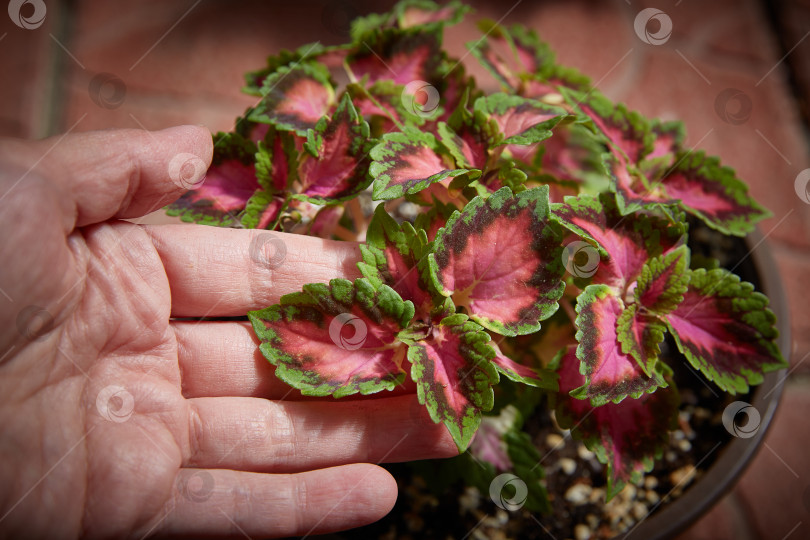 Скачать Coleus Blumei Plectranthus scutellarioides. Название сорта растения Китайская роза. Листья колеуса в руке крупным планом фотосток Ozero