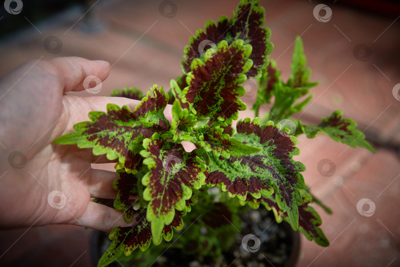 Скачать Coleus Blumei Plectranthus scutellarioides. Название сорта растения Solar flair. Листья колеуса в руке крупным планом. фотосток Ozero