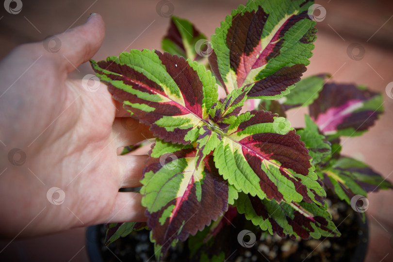 Скачать Coleus Blumei Plectranthus scutellarioides. Название сорта растения Рождественская конфета. Листья колеуса в руке крупным планом. фотосток Ozero