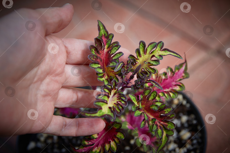 Скачать Coleus Blumei Plectranthus scutellarioides. Название сорта растения Экстази. Листья колеуса в руке крупным планом. фотосток Ozero