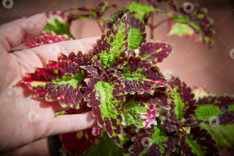 Скачать Coleus Blumei Plectranthus scutellarioides. Название сорта растения Cracklin Rose. Листья колеуса в руке крупным планом. фотосток Ozero