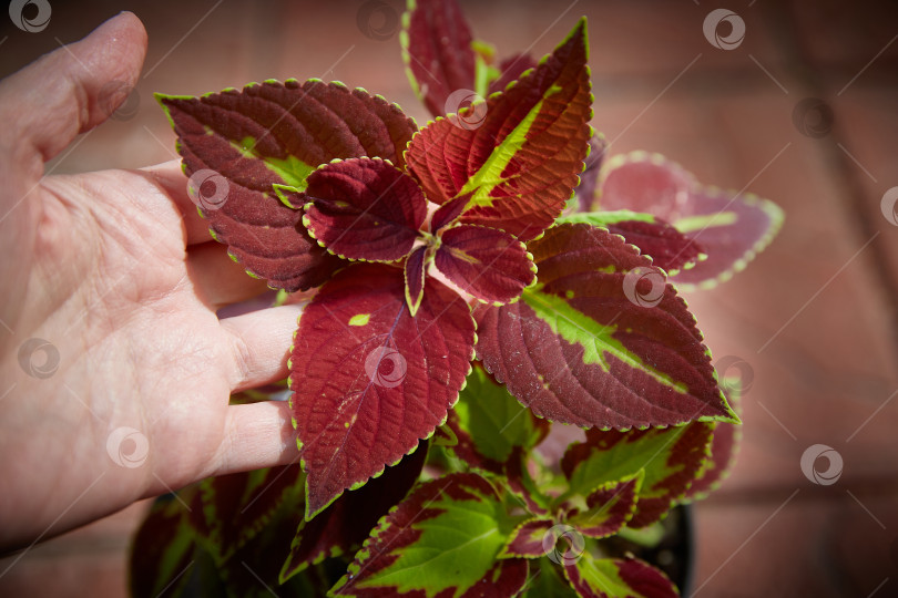 Скачать Coleus Blumei Plectranthus scutellarioides. Название сорта растения Витражный бархат. Листья колеуса в руке крупным планом. фотосток Ozero
