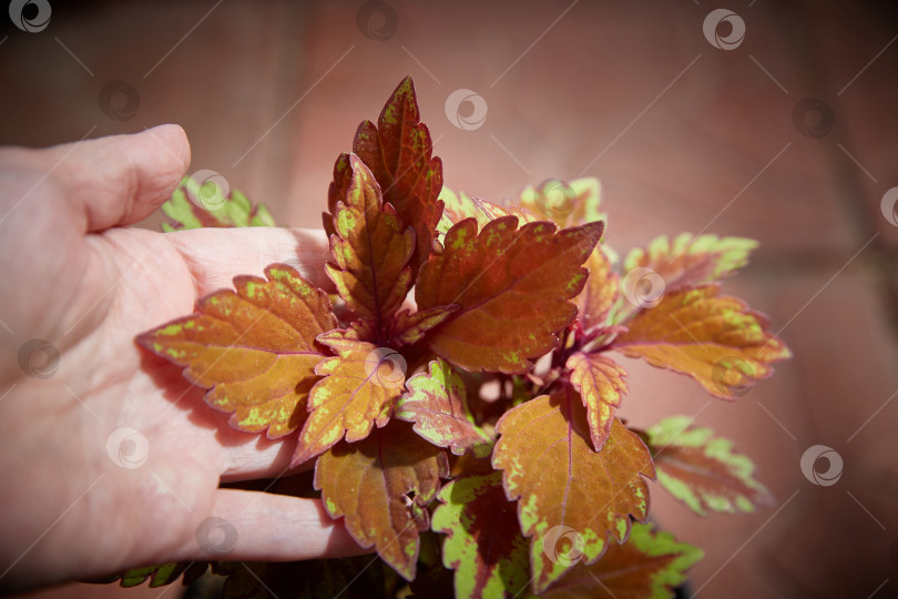 Скачать Coleus Blumei Plectranthus scutellarioides. Название сорта растения Inferno. Листья колеуса в руке крупным планом. фотосток Ozero