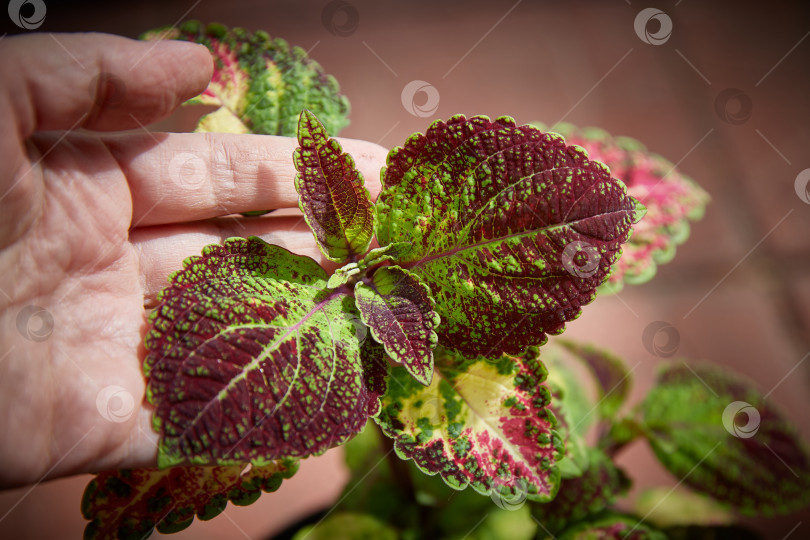 Скачать Coleus Blumei Plectranthus scutellarioides. Название сорта растения Аватар Солнечная тень. Листья колеуса в руке крупным планом. фотосток Ozero