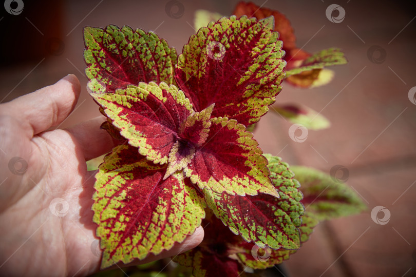 Скачать Coleus Blumei Plectranthus scutellarioides. Название сорта растения Бронзовая пагода. Листья колеуса в руке крупным планом. фотосток Ozero