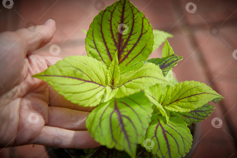 Скачать Coleus Blumei Plectranthus scutellarioides. Название сорта растения Gay's Delight. Листья колеуса в руке крупным планом. фотосток Ozero