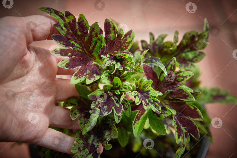 Скачать Coleus Blumei Plectranthus scutellarioides. Название сорта растения Булли. Листья колеуса в руке крупным планом. фотосток Ozero