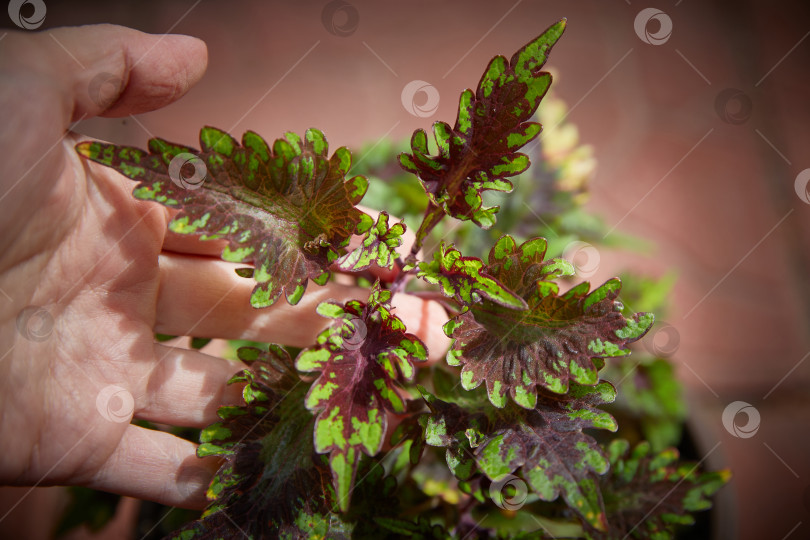 Скачать Coleus Blumei Plectranthus scutellarioides. Название сорта растения Каракас. Листья колеуса в руке крупным планом. фотосток Ozero