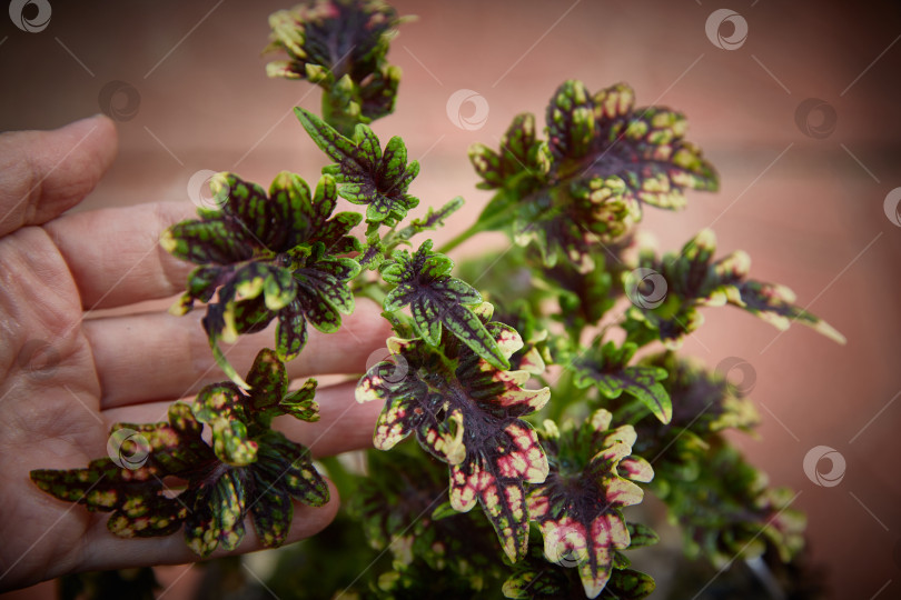 Скачать Coleus Blumei Plectranthus scutellarioides. Название сорта Джильда. Листья колеуса в руке крупным планом. фотосток Ozero