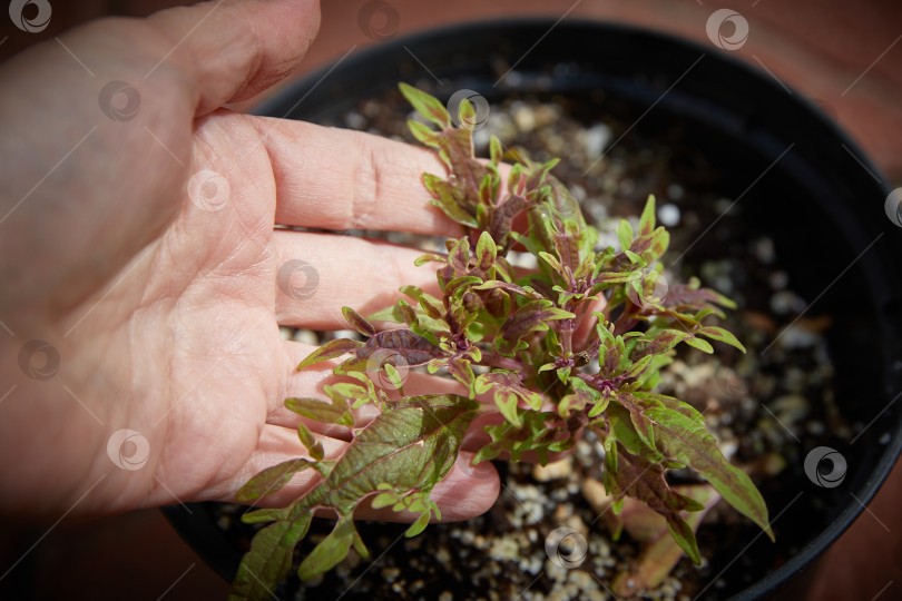 Скачать Coleus Blumei Plectranthus scutellarioides. Название сорта растения Лангостино. Листья колеуса в руке крупным планом. фотосток Ozero