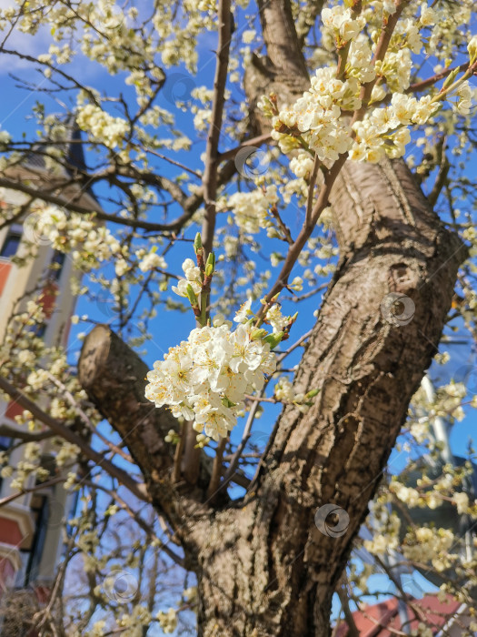 Скачать Дерево цветет фотосток Ozero