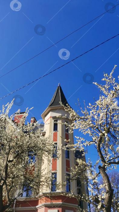 Скачать Цветущие деревья на фоне здания фотосток Ozero