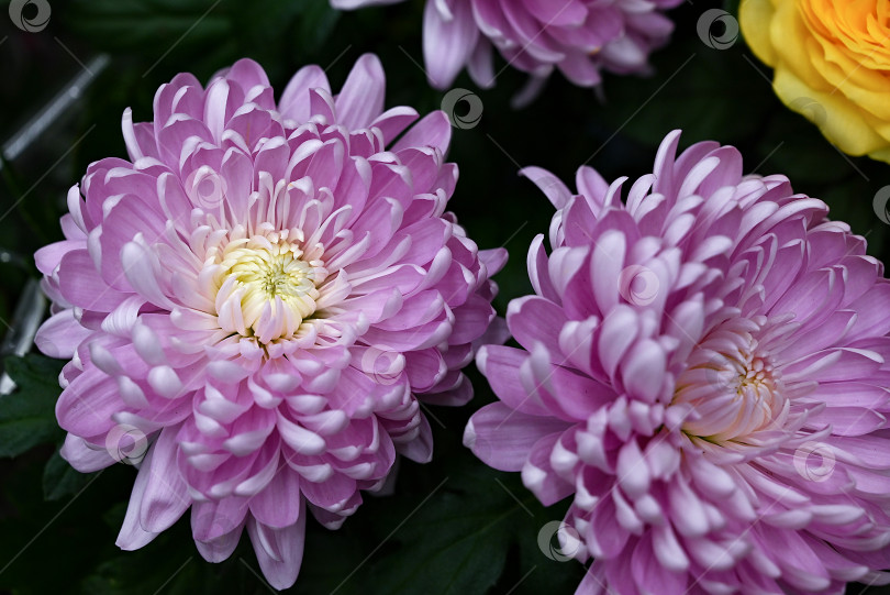 Скачать Фиолетовый цветок, крупный план фиолетового лепестка хризантемы или изображение розового цветка, используемое для веб-дизайна и цветочного фона фотосток Ozero