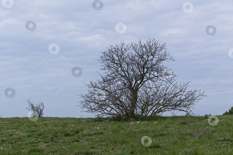 Скачать Силуэт дерева на фоне облачного неба. фотосток Ozero