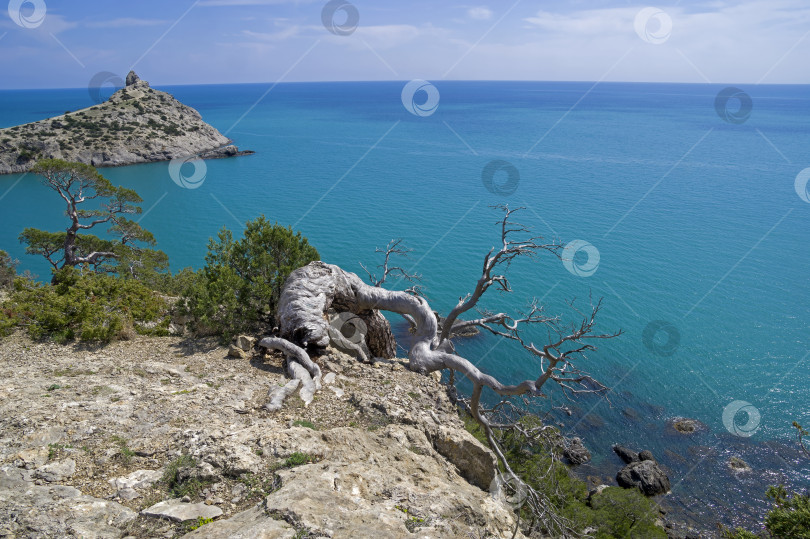 Скачать Морской пейзаж с высохшей реликтовой сосной. фотосток Ozero