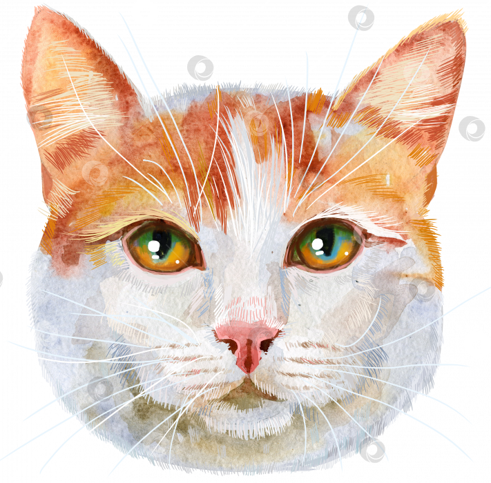 Скачать Прекрасный портрет турецкой кошки породы ван крупным планом в пастельных тонах. Рисованная акварель от руки фотосток Ozero
